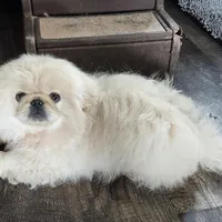 Loki, a male Pekingese for sale in Joice, IA – Photo 1 of 3