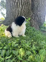 Loki, a male Pekingese for sale in Joice, IA – 4 of 4