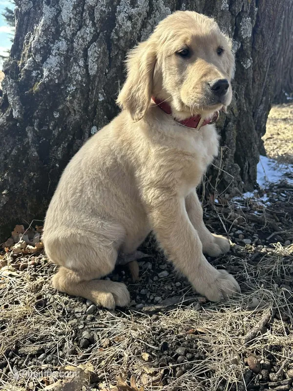 Thor – Golden Retriever puppy for sale in Joice, IA