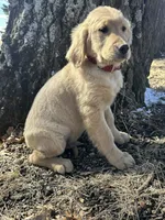 Thor, a male Golden Retriever for sale in Joice, IA – Photo 1 of 2