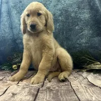Thor, a male Golden Retriever for sale in Joice, IA – Photo 2 of 2