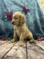 Thor, a male Golden Retriever for sale in Joice, IA – Photo 2 of 2