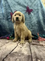 Thor, a male Golden Retriever for sale in Joice, IA – Photo 1 of 2