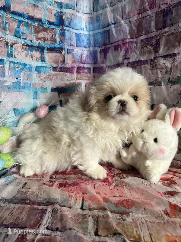 Ellie – Pekingese puppy for sale in Joice, IA