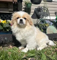 Paisley , a female Pekingese for sale in Joice, IA – 2 of 3