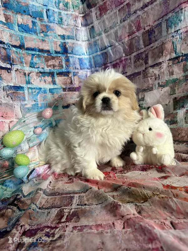 Paisley  – Pekingese puppy for sale in Joice, IA