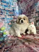Paisley , a female Pekingese for sale in Joice, IA – 1 of 2