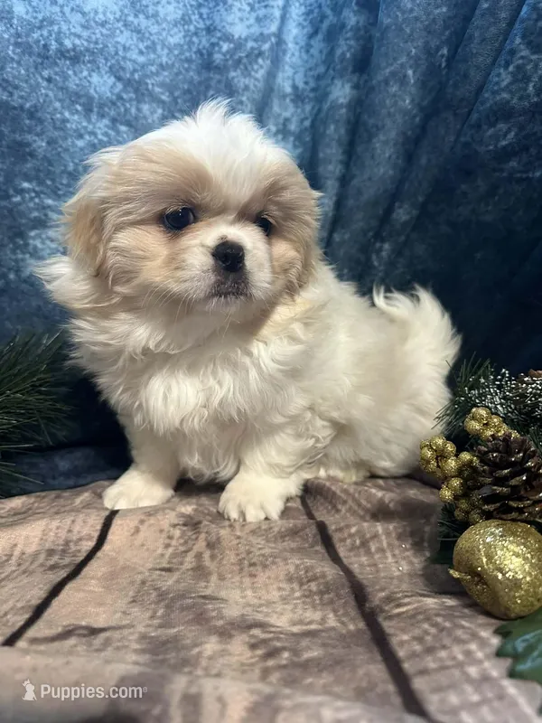 Paisley , a female Pekingese for sale in Joice, IA – Photo 1 of 1