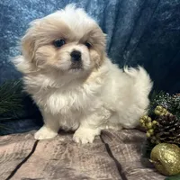 Paisley , a female Pekingese for sale in Joice, IA – 2 of 2