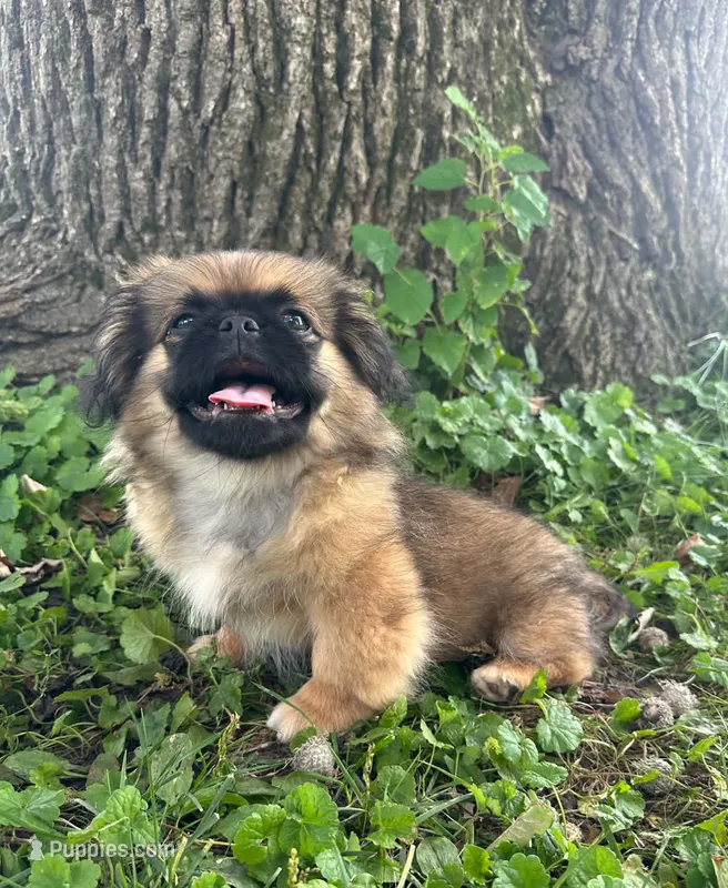 Bentley  – Pekingese puppy for sale in Joice, IA