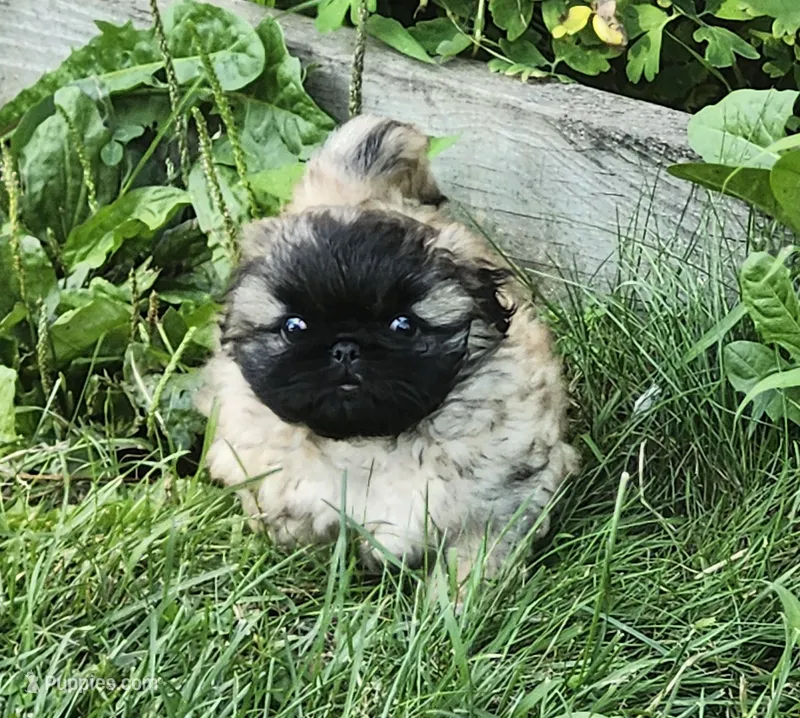 Hoko – Pekingese puppy for sale in Joice, IA