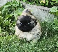 Hoko, a female Pekingese for sale in Joice, IA – 1 of 3