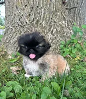 Hoko, a female Pekingese for sale in Joice, IA – 4 of 4