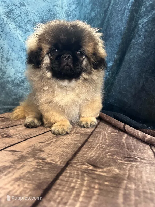 Hoko – Pekingese puppy for sale in Joice, IA