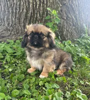 Mylo, a male Pekingese for sale in Joice, IA – 2 of 2
