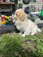 Paisley , a female Pekingese for sale in Joice, IA – 3 of 3