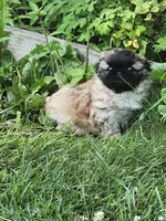 Hoko, a female Pekingese for sale in Joice, IA – 3 of 3