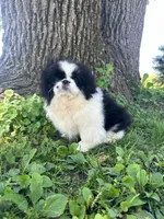 Loki, a male Pekingese for sale in Joice, IA – 3 of 4