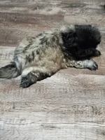 Holly, a female Pekingese for sale in Joice, IA – 3 of 3