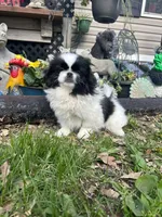 Jax, a male Pekingese for sale in Joice, IA – 2 of 3