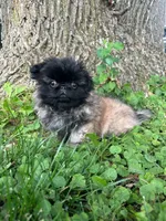 Holly, a female Pekingese for sale in Joice, IA – 4 of 4