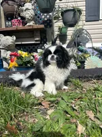 Jax, a male Pekingese for sale in Joice, IA – 3 of 3