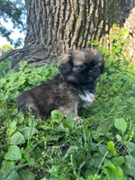 Mylo, a male Pekingese for sale in Joice, IA – 1 of 4