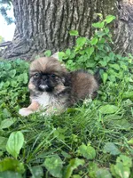 Bentley , a male Pekingese for sale in Joice, IA – 3 of 3