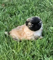 Hoko, a female Pekingese for sale in Joice, IA – 2 of 3
