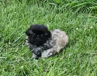 Holly, a female Pekingese for sale in Joice, IA – 2 of 3
