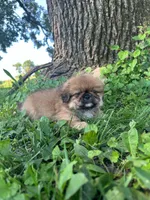 Jax, a male Pekingese for sale in Joice, IA – 3 of 3