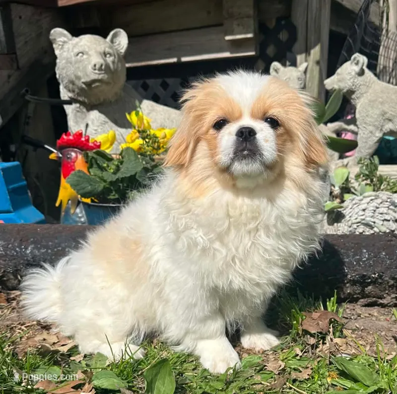 Paisley  – Pekingese puppy for sale in Joice, IA