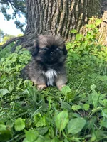 Mylo, a male Pekingese for sale in Joice, IA – 4 of 4