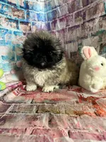 Mylo, a male Pekingese for sale in Joice, IA – Photo 3 of 3