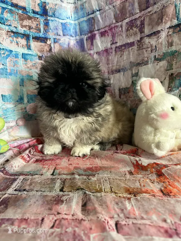 Mylo, a male Pekingese for sale in Joice, IA – Photo 1 of 3