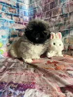 Mylo, a male Pekingese for sale in Joice, IA – Photo 2 of 3