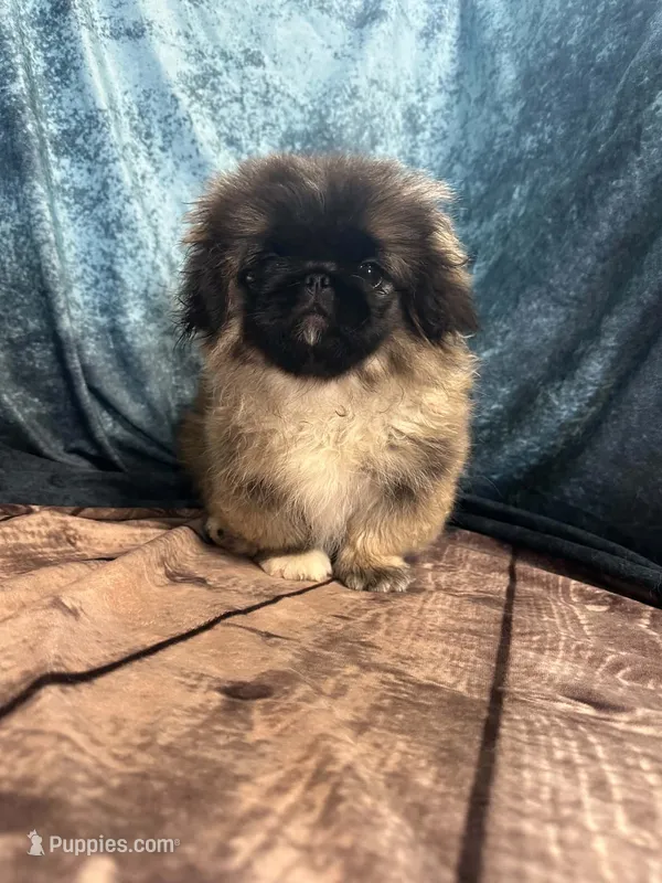 Hailey – Pekingese puppy for sale in Joice, IA