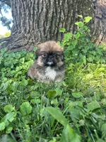 Bentley , a male Pekingese for sale in Joice, IA – 2 of 3
