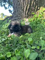 Mylo, a male Pekingese for sale in Joice, IA – 2 of 4