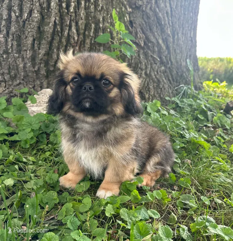 Mylo – Pekingese puppy for sale in Joice, IA