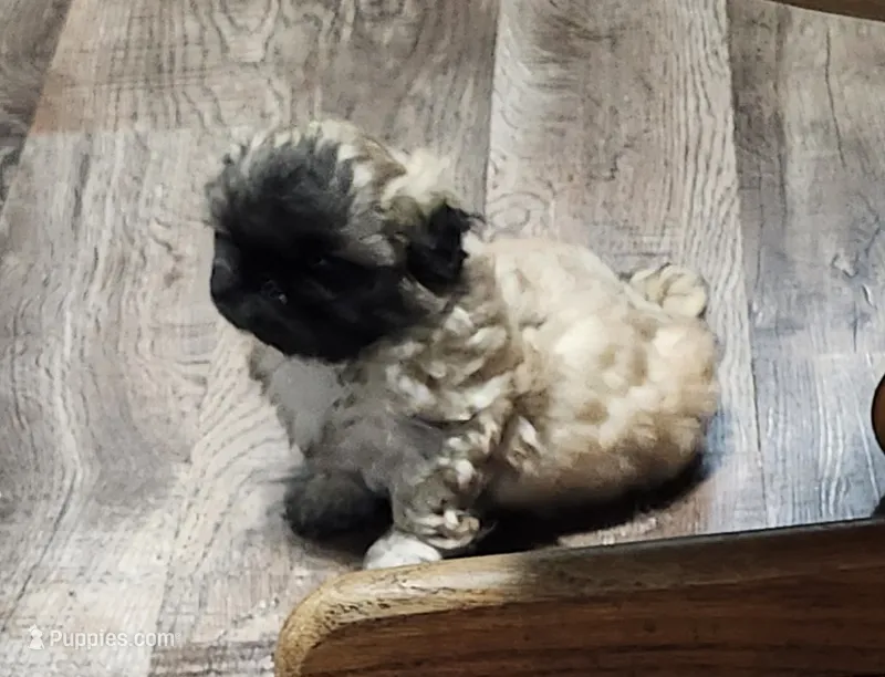 Hailey – Pekingese puppy for sale in Joice, IA