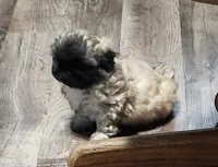 Hailey, a female Pekingese for sale in Joice, IA – 1 of 1