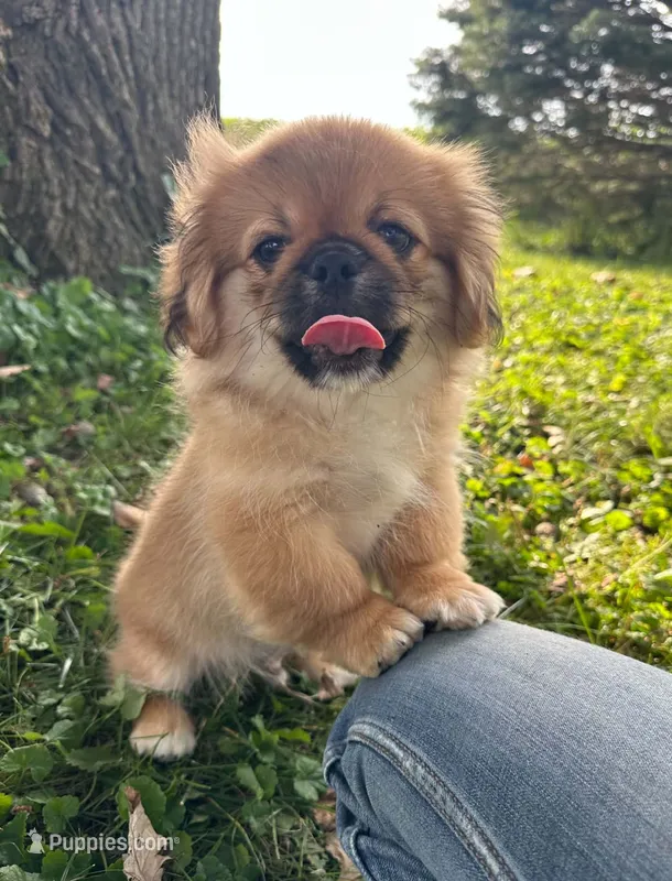 Jax – Pekingese puppy for sale in Joice, IA
