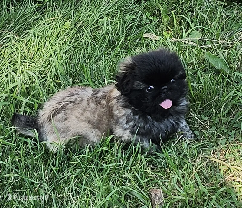 Holly – Pekingese puppy for sale in Joice, IA