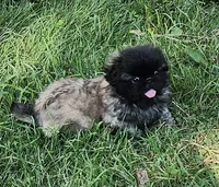 Holly, a female Pekingese for sale in Joice, IA – 1 of 3