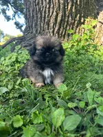 Mylo, a male Pekingese for sale in Joice, IA – 3 of 4