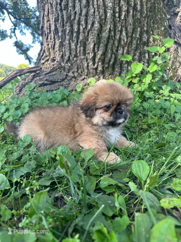 Jax – Pekingese puppy for sale in Joice, IA