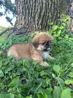 Jax, a male Pekingese for sale in Joice, IA – 1 of 3