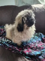 Chobie, a male Pekingese for sale in Joice, IA – 2 of 3