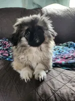 Chobie, a male Pekingese for sale in Joice, IA – 3 of 3